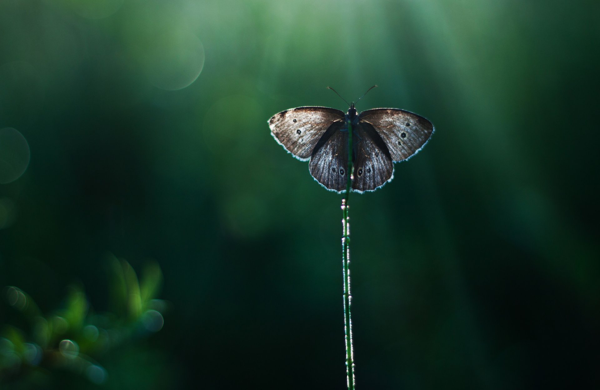 reed butterfly background reflections rays