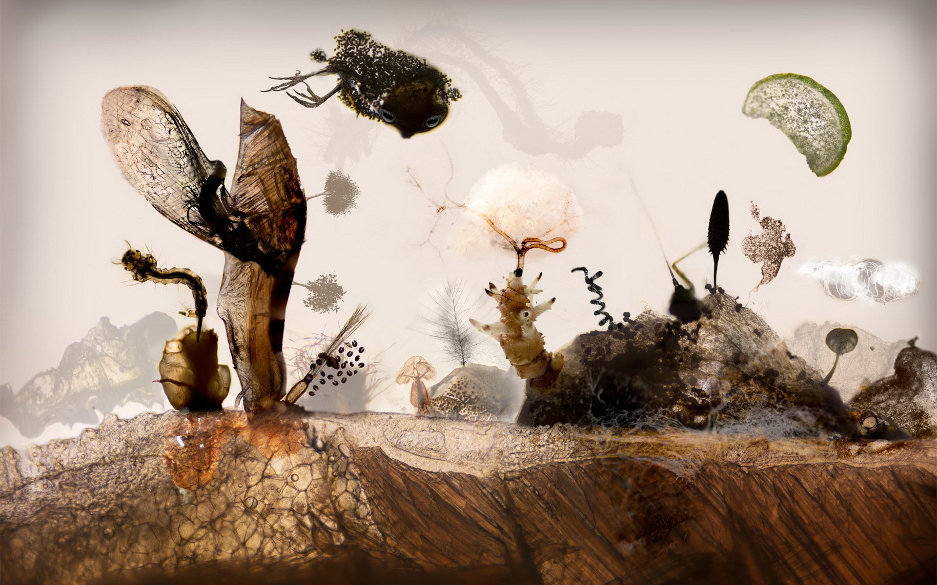 microscopy landscape insects seeds fish meat