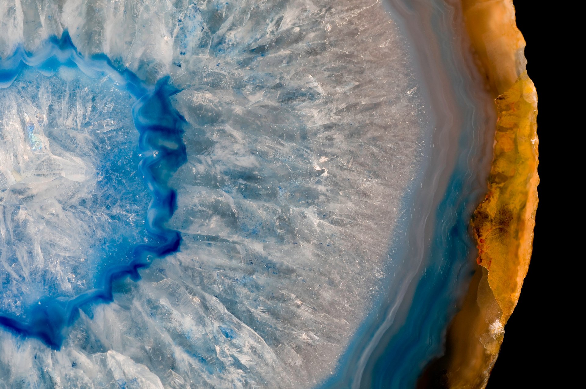 close up cut fruit coat flowers