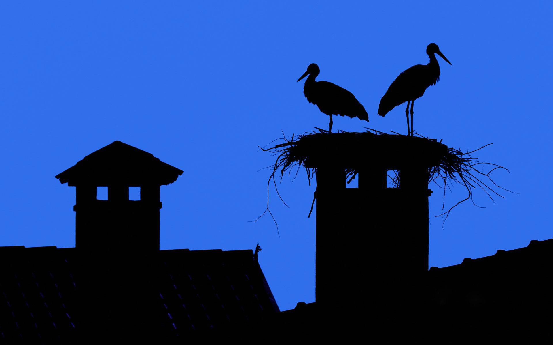 sky town roof chimney stork nest silhouette smoker tiles wallpaper