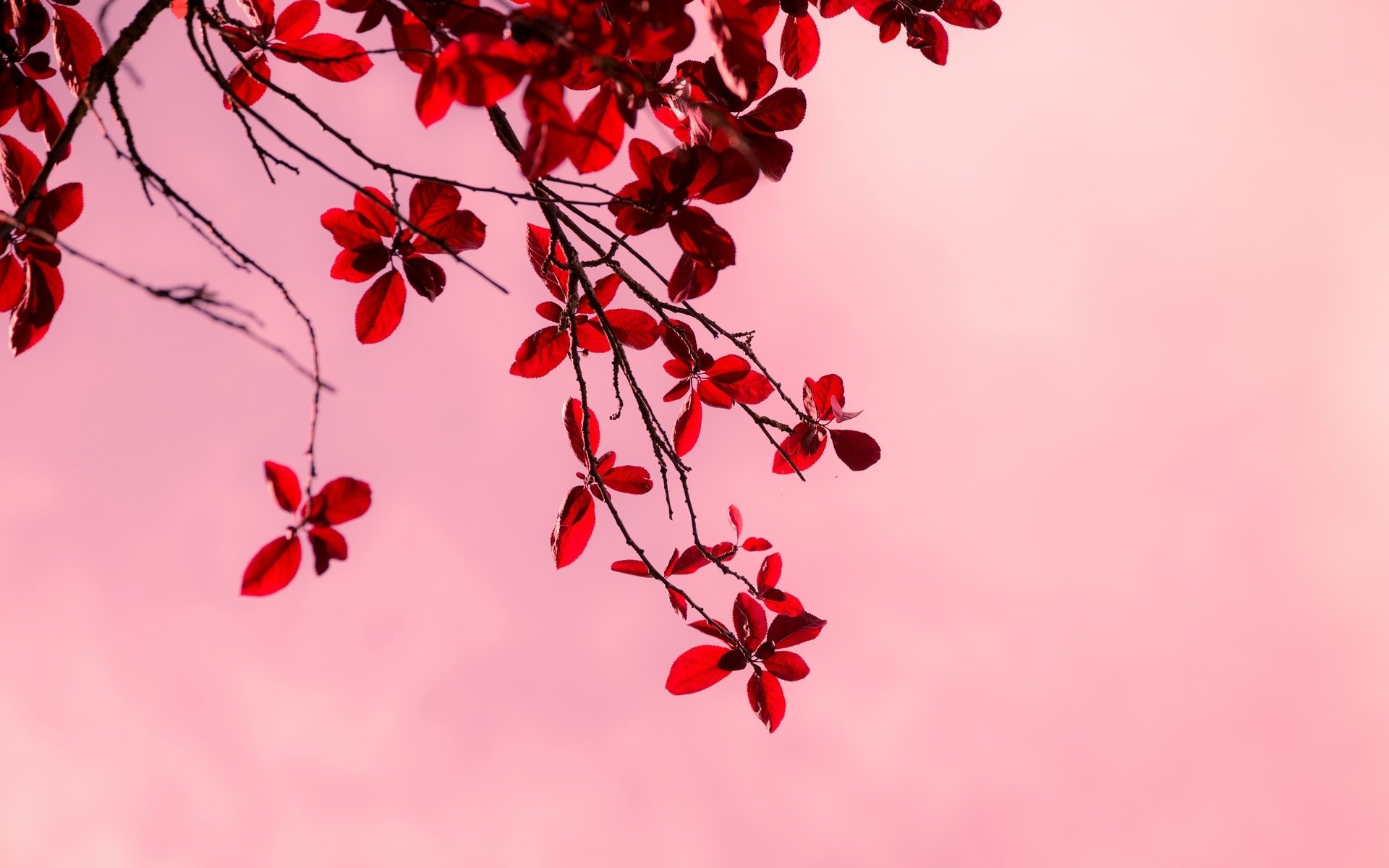 close up tree branches branch leaves red pink background wallpaper widescreen full screen hd wallpapers