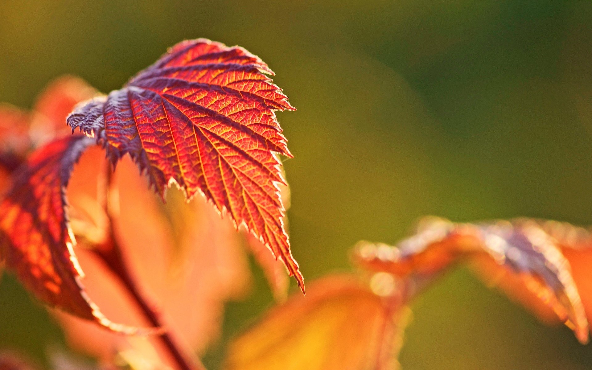 close up leaf autumn bokeh blur macro background wallpaper widescreen full screen hd wallpapers fullscreen