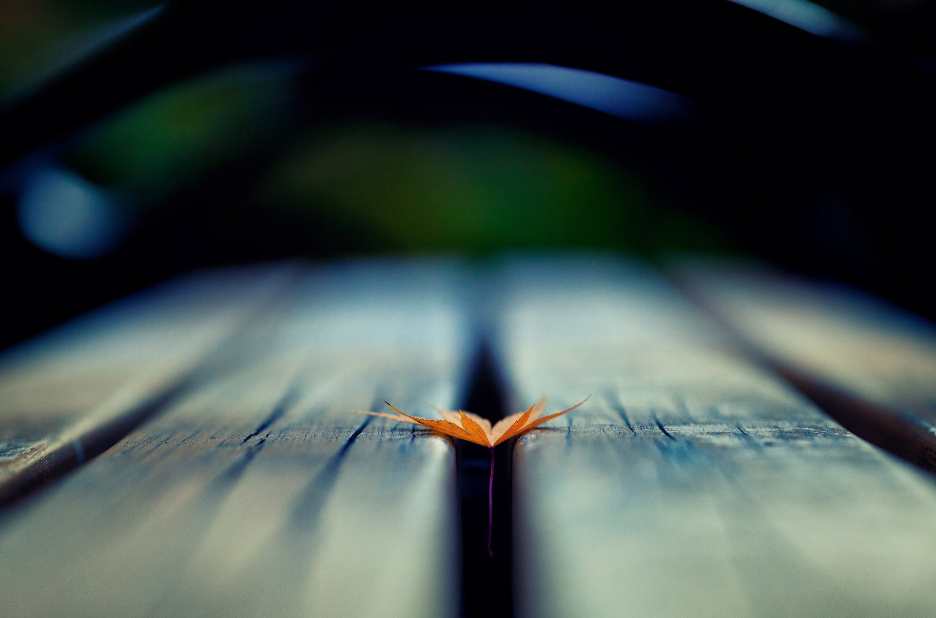 close up leaf tree blur background wallpaper widescreen full screen hd wallpapers fullscreen