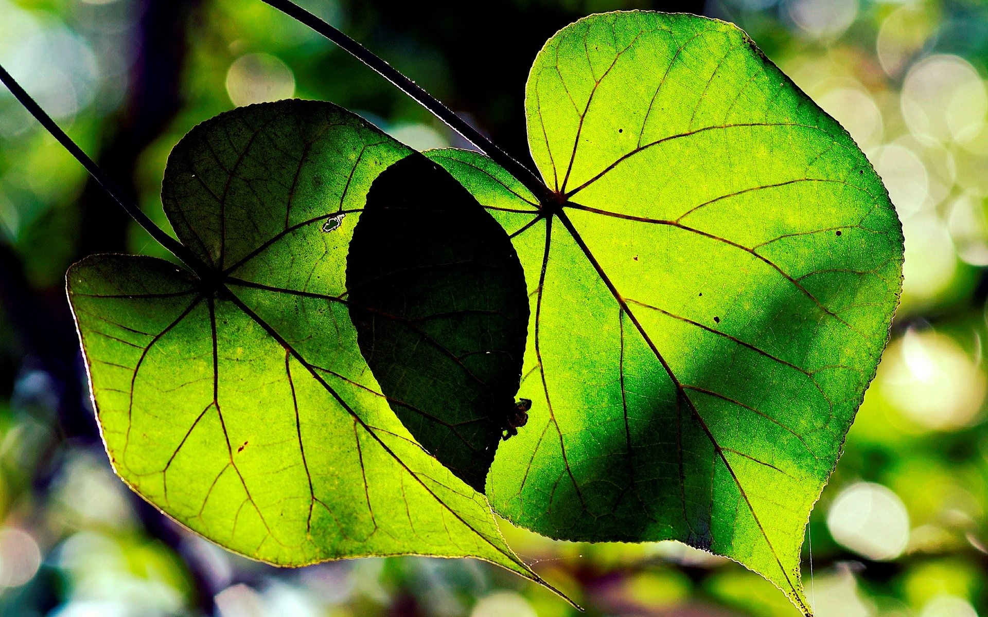 close up leaves green form tree leave background wallpaper widescreen full screen hd wallpapers fullscreen