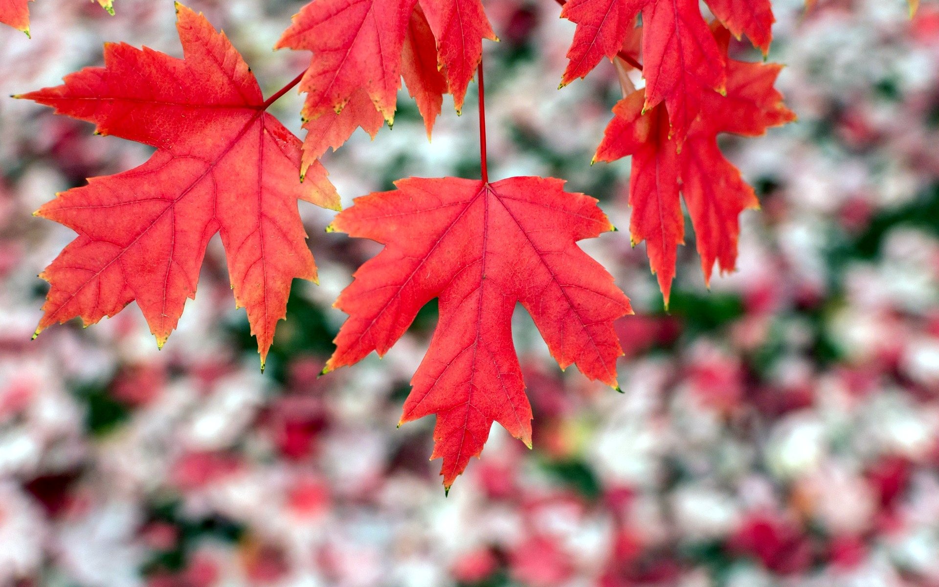 close up leaves leaf red form blur background wallpaper widescreen full screen hd wallpapers fullscreen