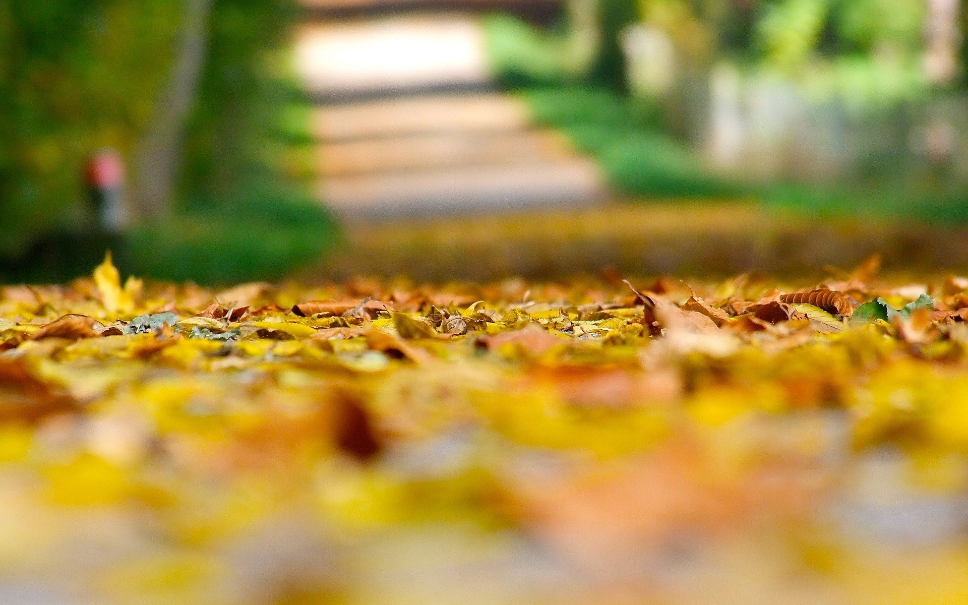 close up autumn yellow leaves leaves land blur background macro autumn wallpaper beautiful wallpapers wallpaper widescreen full screen hd wallpapers fullscreen wides