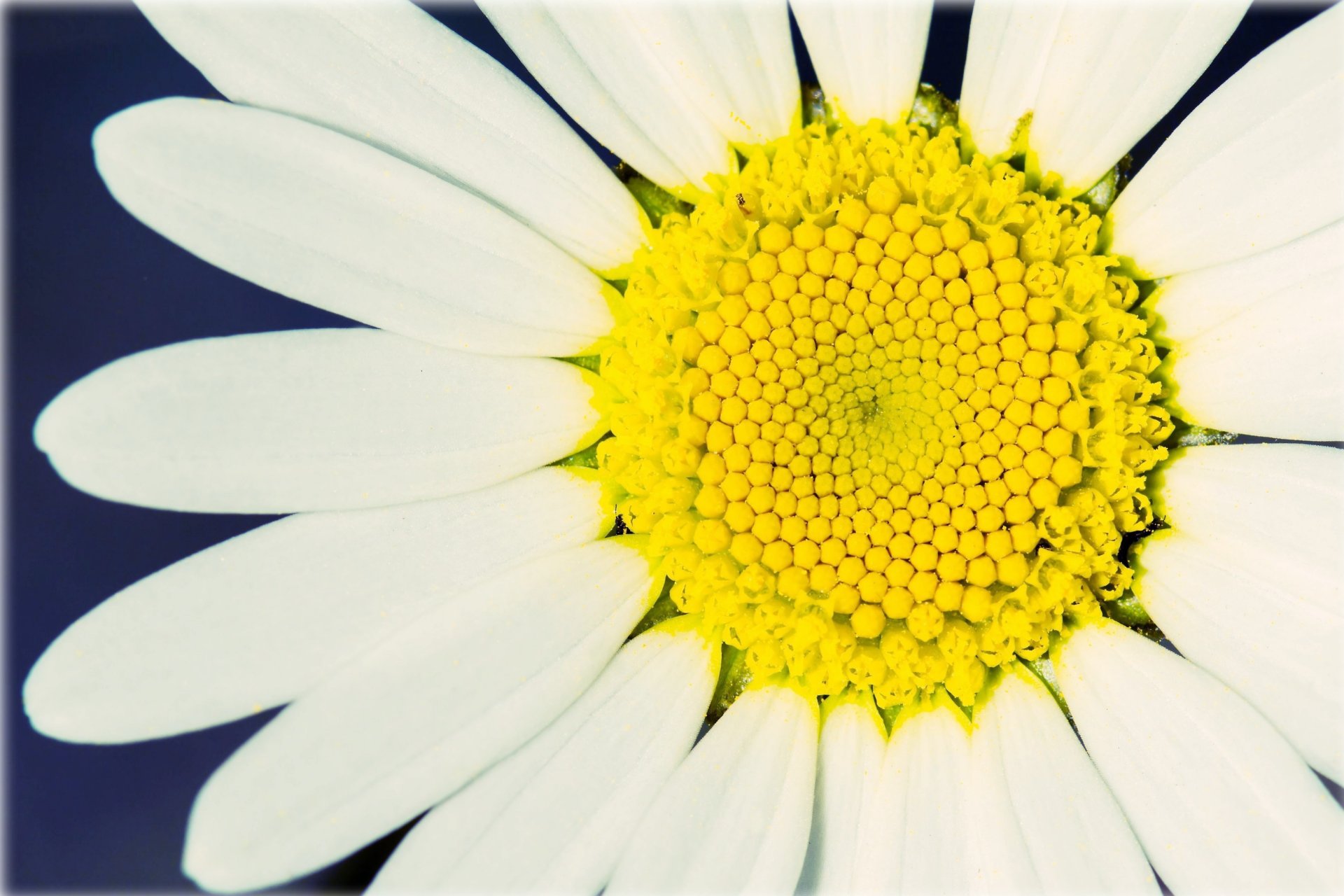close up daisy flower petals white yellow macro flowers background wallpaper widescreen full screen hd wallpapers