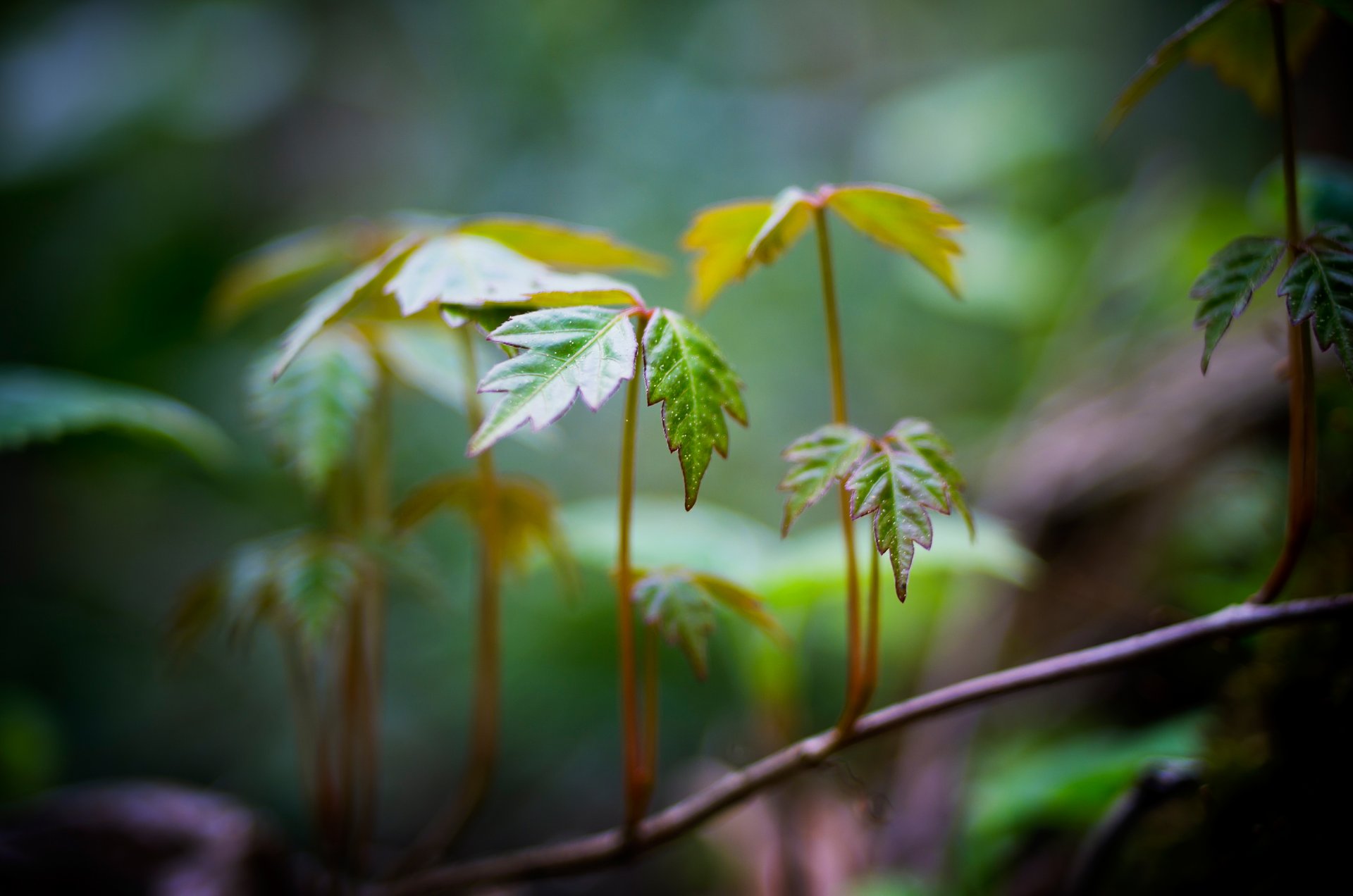 close up leaves form branch green blur background wallpaper widescreen full screen hd wallpapers fullscreen