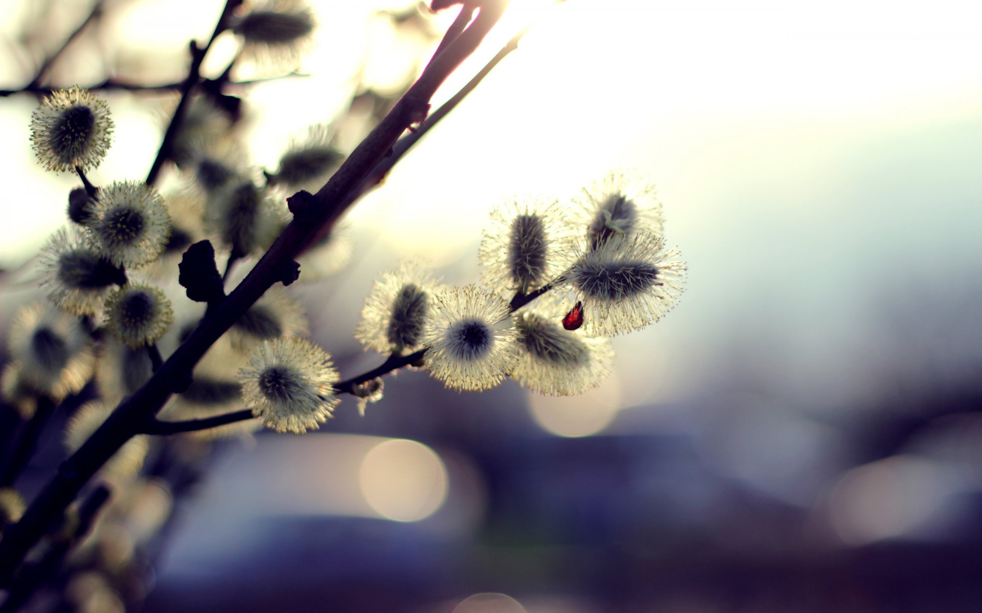 spring branches willow reflections