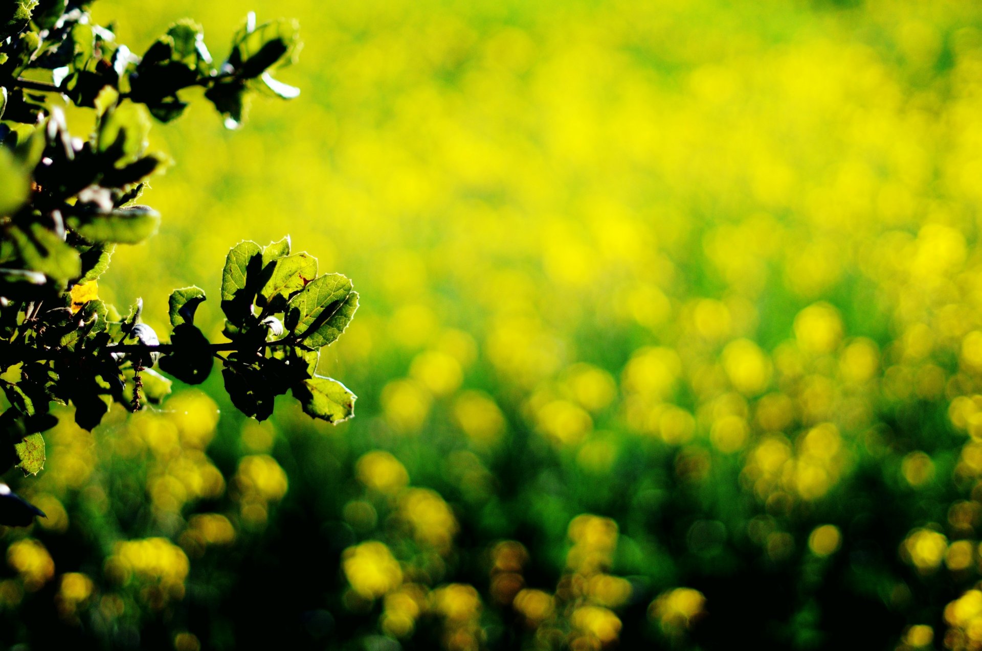 close up leaves green dark green yellow bokeh background wallpaper widescreen full screen hd wallpapers fullscreen