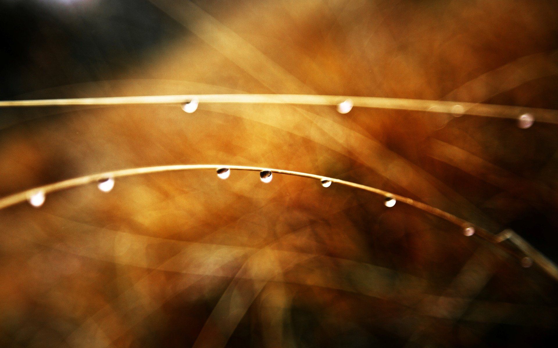 close up branch drop rosa water drop. brown beige blur bokeh background wallpaper widescreen full screen hd wallpapers fullscreen