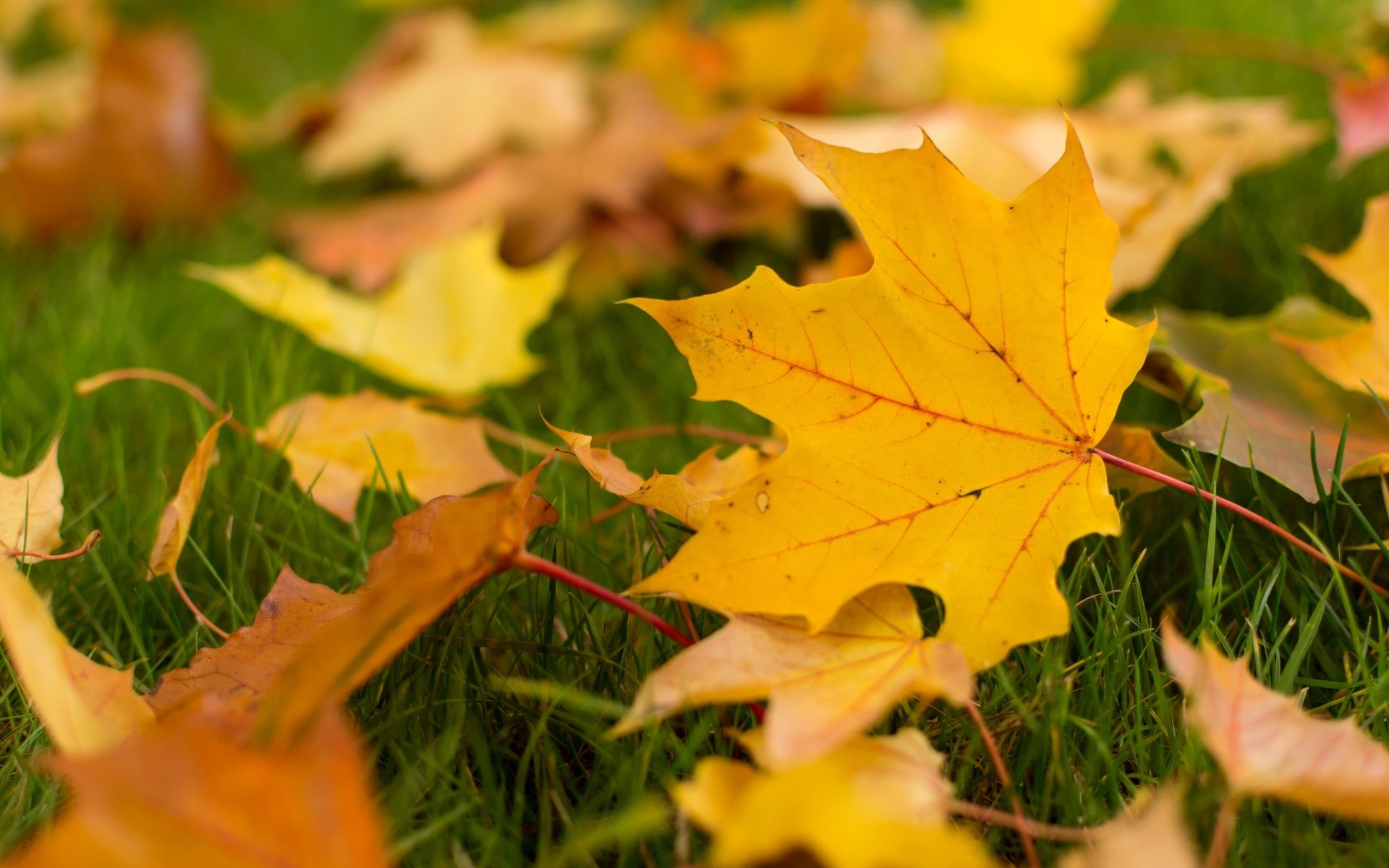 close up leaves leaf yellow leaves autumn autumn wallpaper background wallpaper widescreen full screen hd wallpapers fullscreen