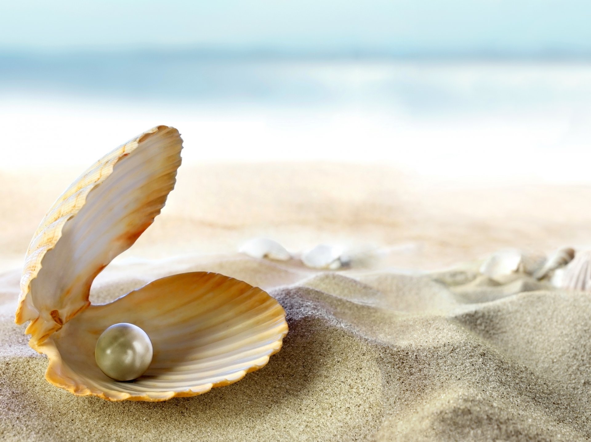 seashell beach sand perl tropics sea sun ocean shell pearl