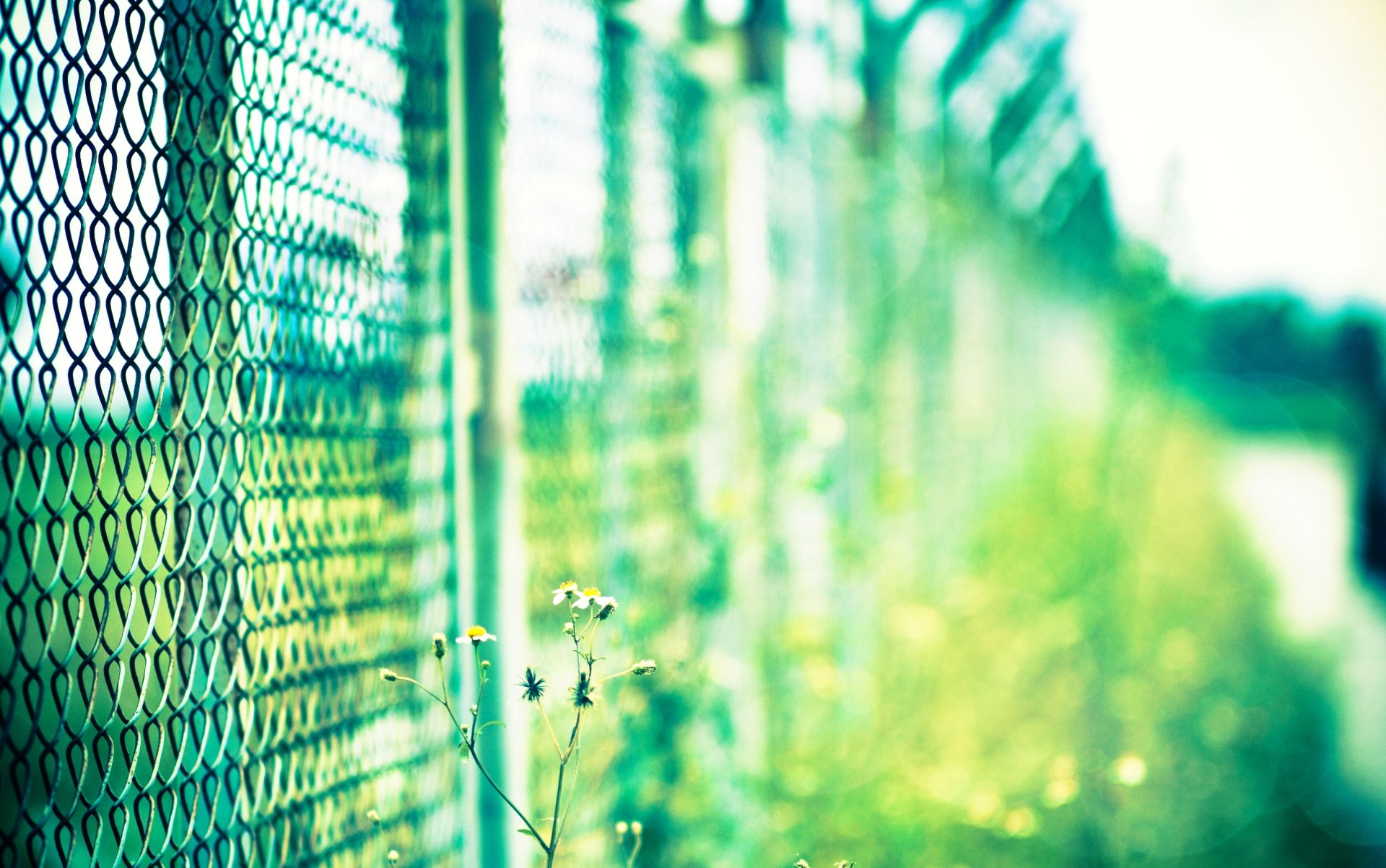 close up fencing net green plant flower day sun blur bokeh background . macro wallpaper widescreen full screen hd wallpapers background