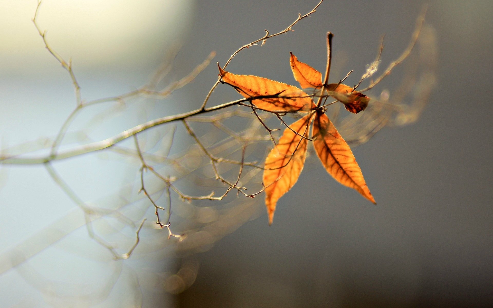 close up tree leaves blur branch background wallpaper widescreen full screen hd wallpapers fullscreen