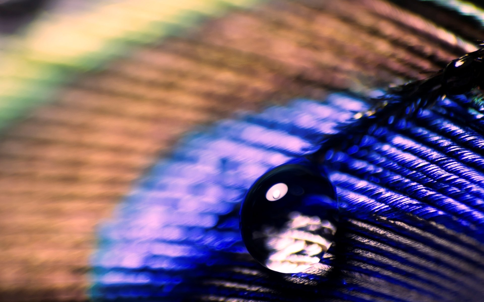 close up feather peacock drop drops water rosa color blur background macro wallpaper widescreen full screen hd wallpapers
