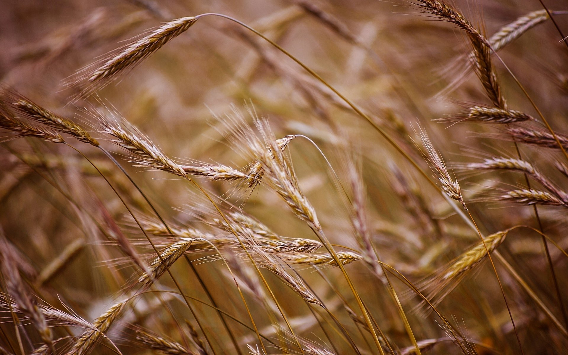 close up the field wheat rye field background macro wallpaper widescreen full screen hd wallpapers fullscreen