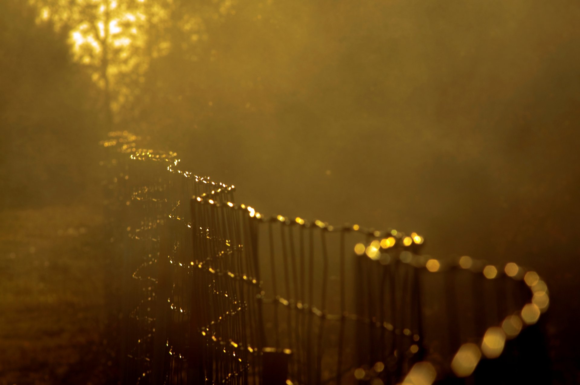close up fence fencing net blur tree sun macro background wallpaper widescreen full screen hd wallpapers