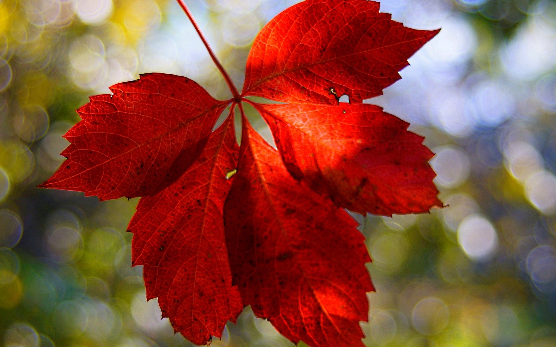 close up leaf red blur background wallpaper widescreen full screen hd wallpapers