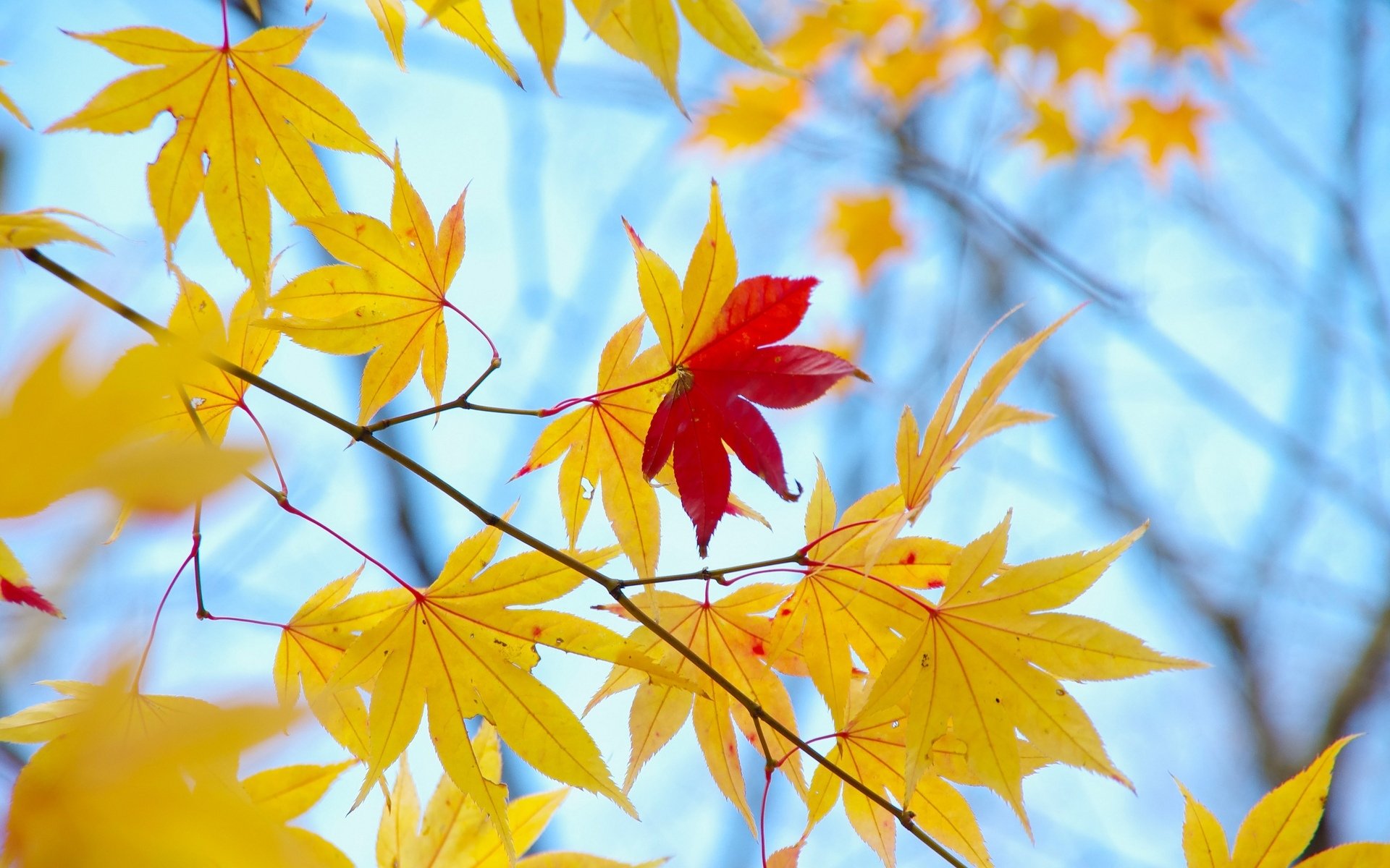 close up leaves autumn yellow red tree macro background wallpaper widescreen full screen hd wallpapers
