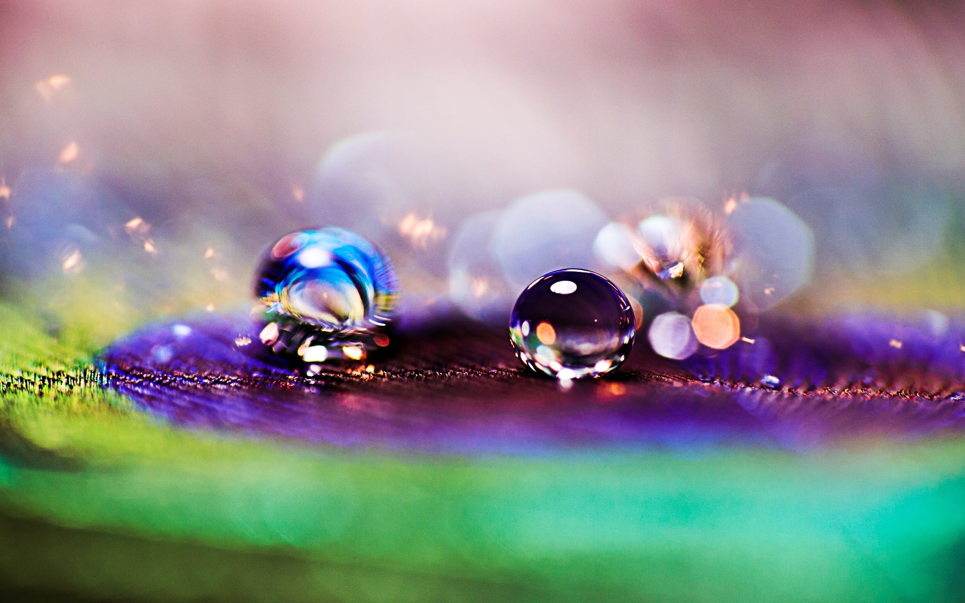 close up feather peacock drops drop rosa bokeh blur macro background wallpaper widescreen full screen hd wallpapers