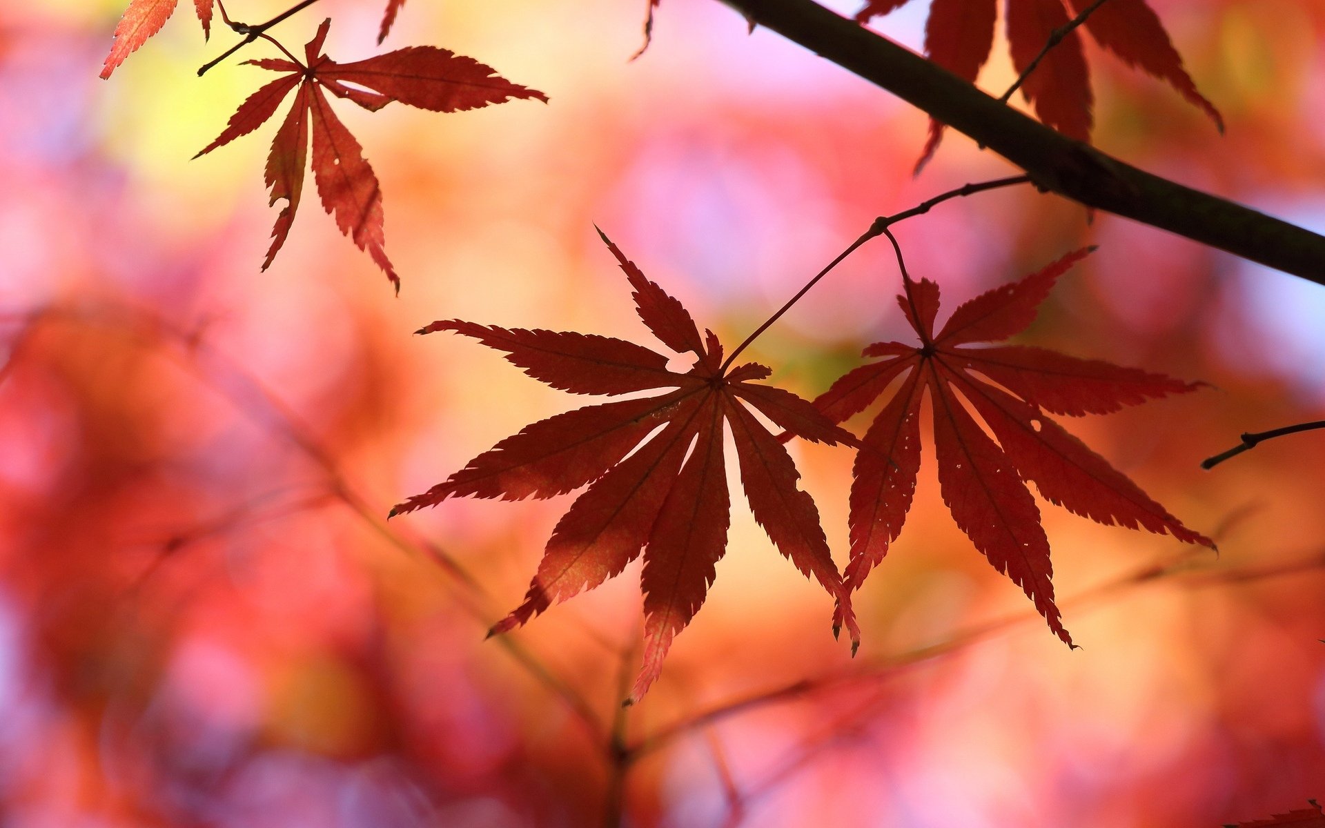 close up leaves red tree blur background wallpaper widescreen full screen hd wallpapers