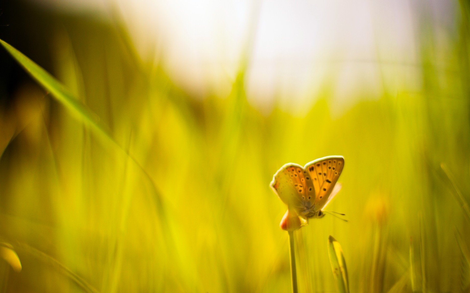 close up green grass butterfly blur sunny day sun background macro wallpaper widescreen full screen hd wallpapers fullscreen
