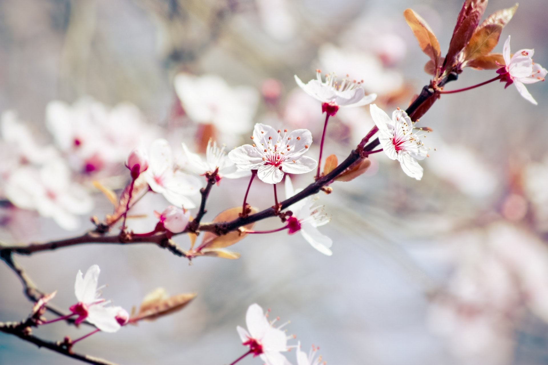 bloom branch tree flower white leaves blur spring nature