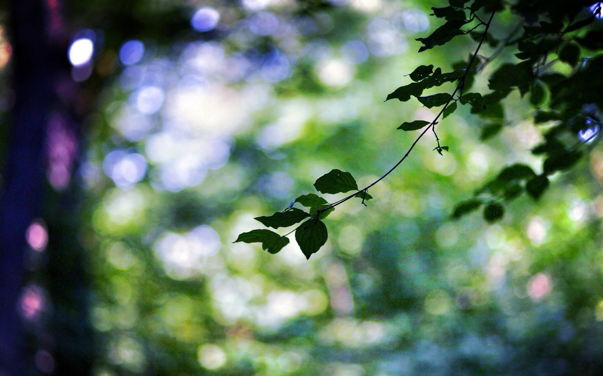 close up leaf leaves green branch tree bokeh blur background wallpaper widescreen full screen hd wallpapers fullscreen