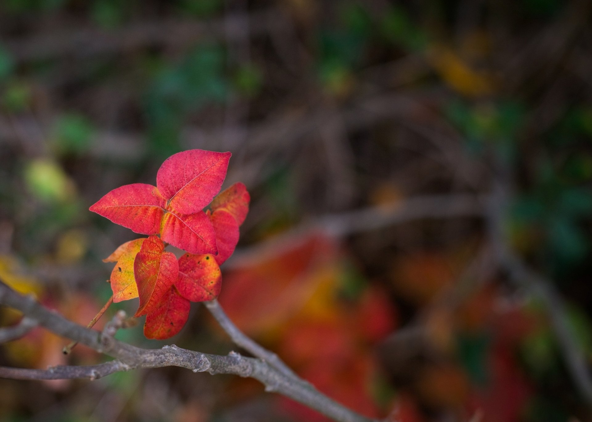 close up leaves red form branch blur background wallpaper widescreen full screen hd wallpapers fullscreen