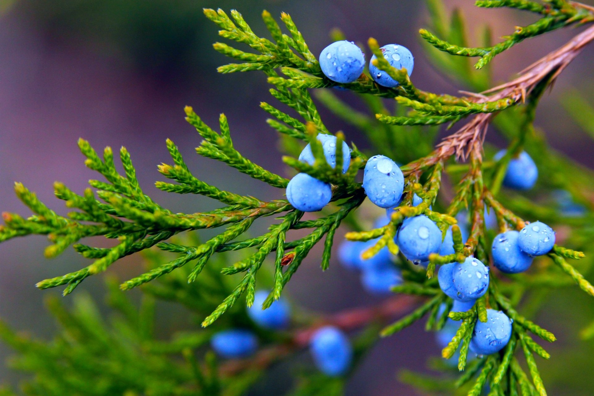 autumn nature close up plant branch juniper fruit berries drops