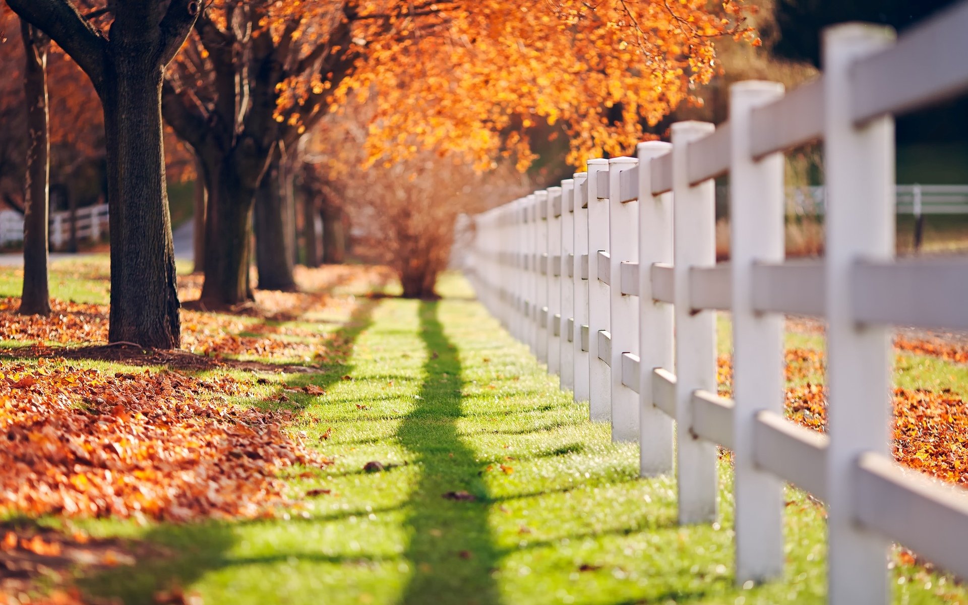 close up fence fencing grass green tree leaves day sun shadow autumn trees background macro wallpaper widescreen full screen hd wallpapers