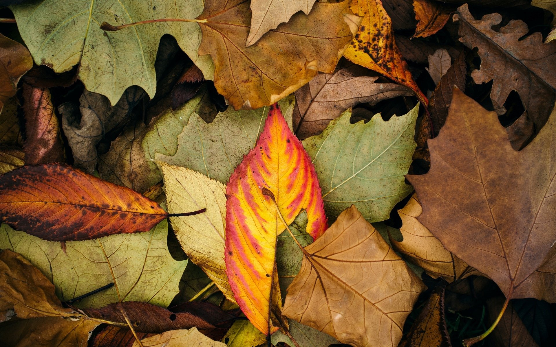 close up leaves leaf flowers autumn background wallpaper widescreen full screen hd wallpapers fullscreen