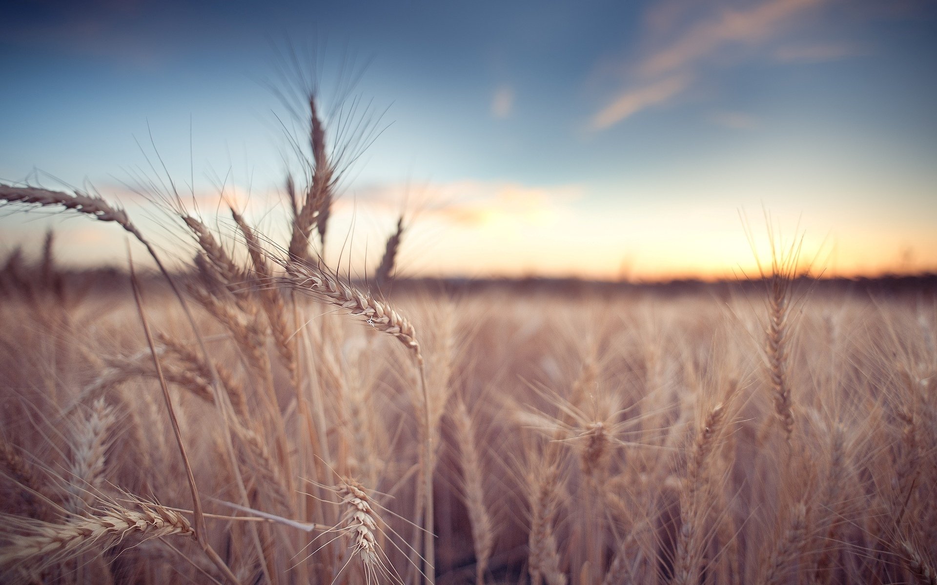 close up the field wheat rye ears spikes spike field macro background wallpaper widescreen full screen hd wallpapers fullscreen
