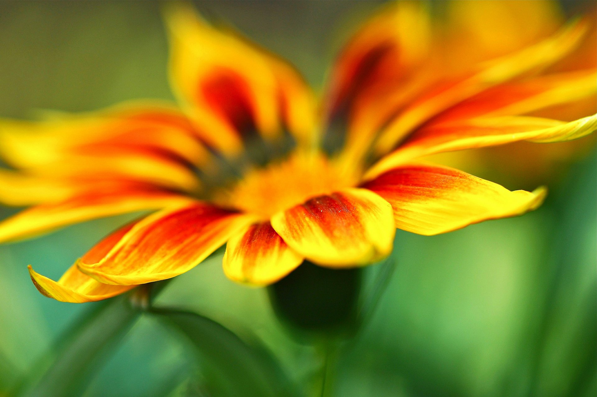 close up flower yellow orange petals macro green blur background wallpaper widescreen full screen hd wallpapers fullscreen
