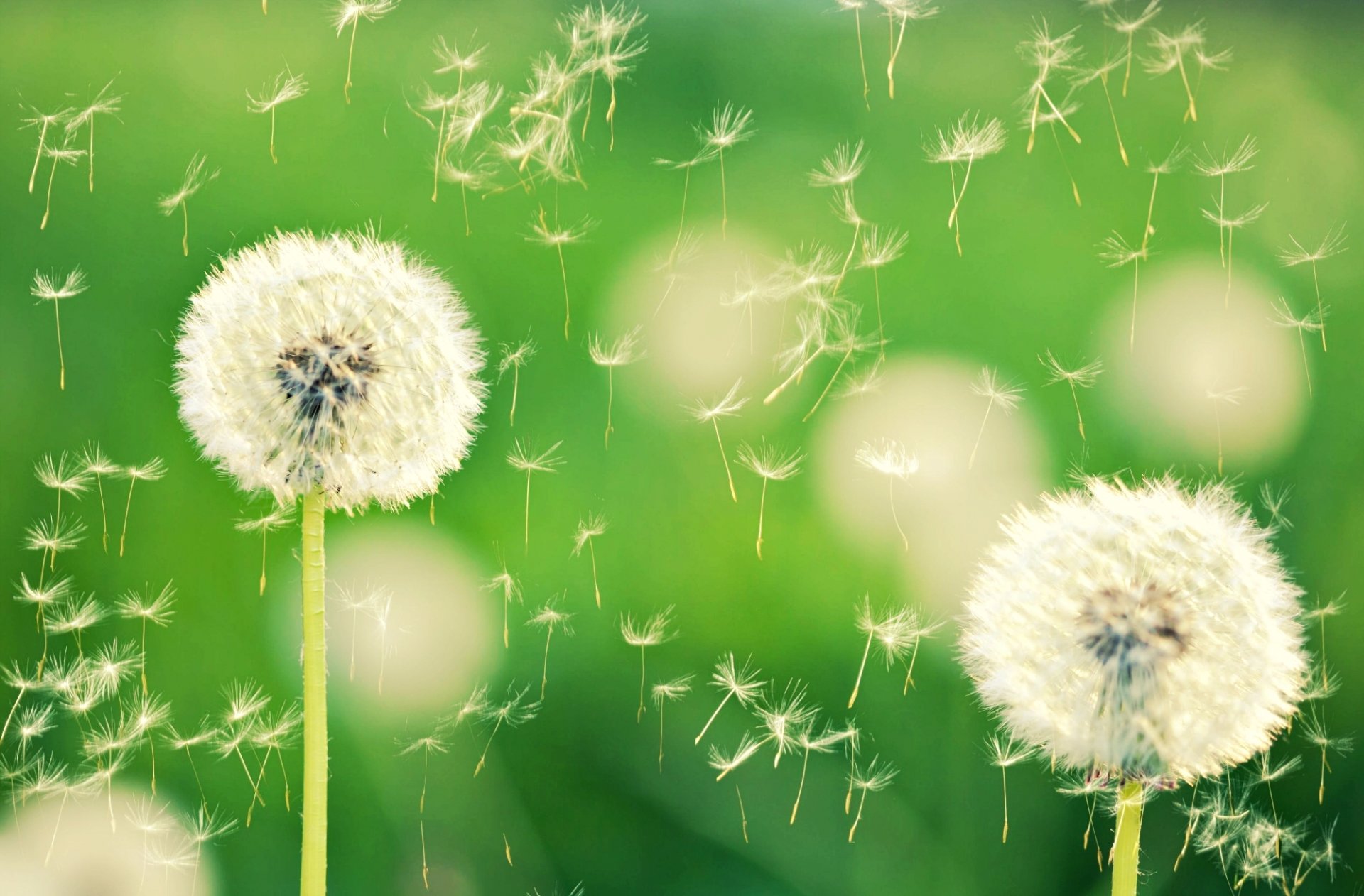 close up nature dandelion dandelions bokeh plant flower green background wallpaper widescreen full screen hd wallpapers