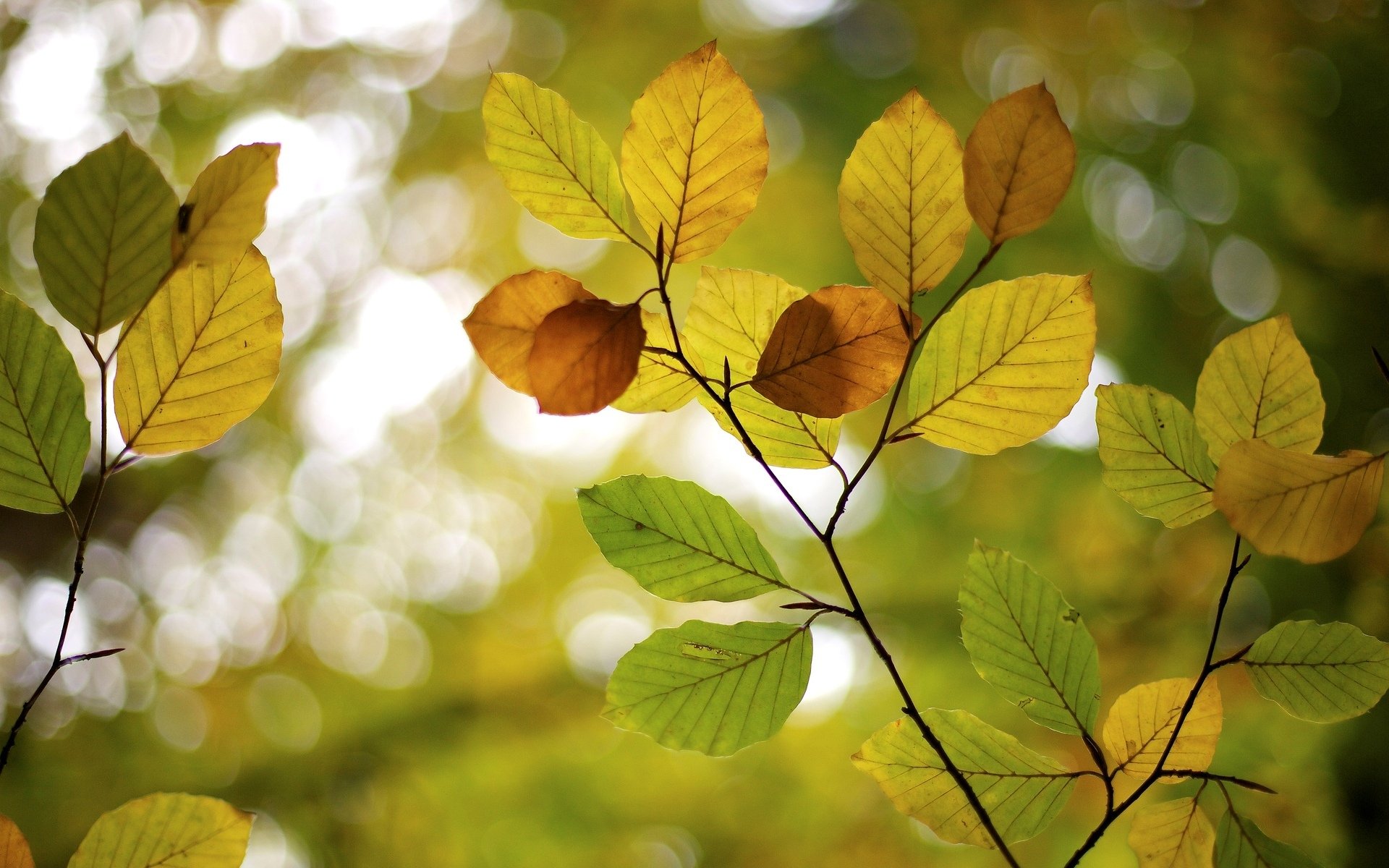 close up leaves tree blur macro bokeh background wallpaper widescreen full screen hd wallpapers fullscreen