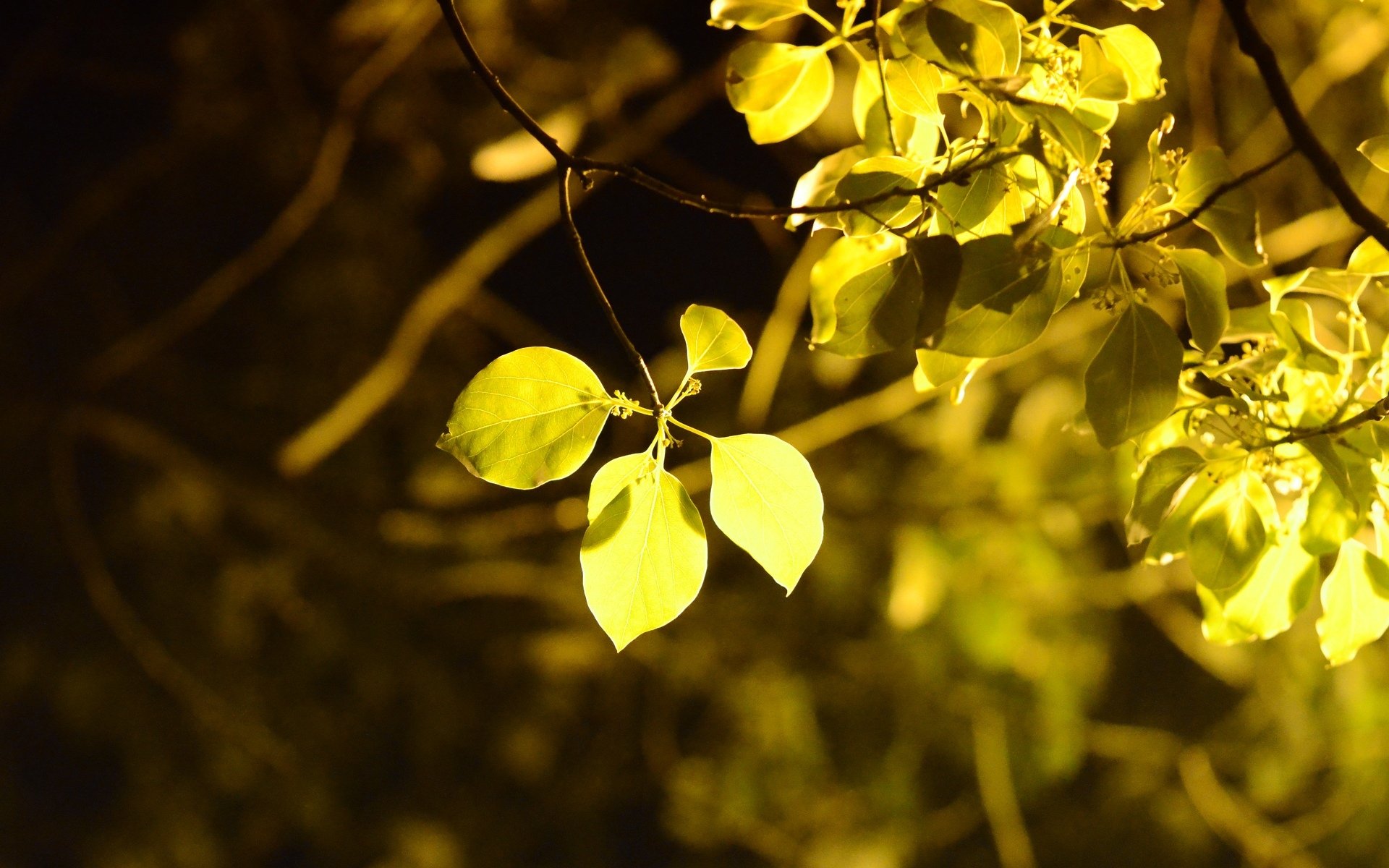 close up leaf leaves yellow tree foliage blur background wallpaper widescreen full screen hd wallpapers fullscreen