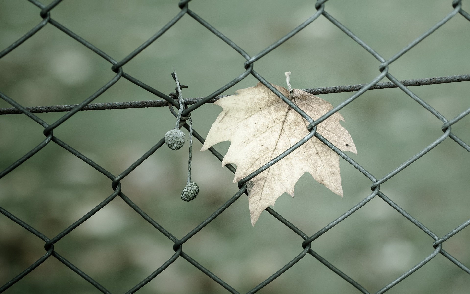close up net fence gates fencing leaf leave green background wallpaper widescreen full screen hd wallpapers fullscreen