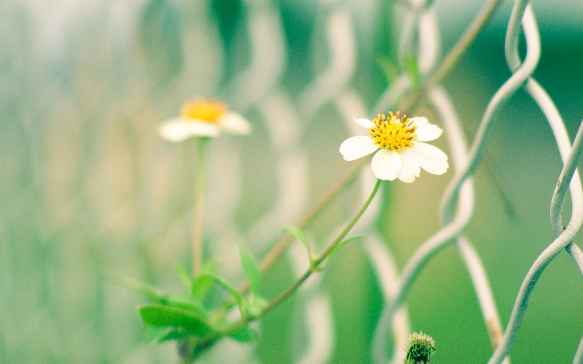 close up flower white yellow green net gates fence fencing blur background wallpaper widescreen full screen hd wallpapers fullscreen