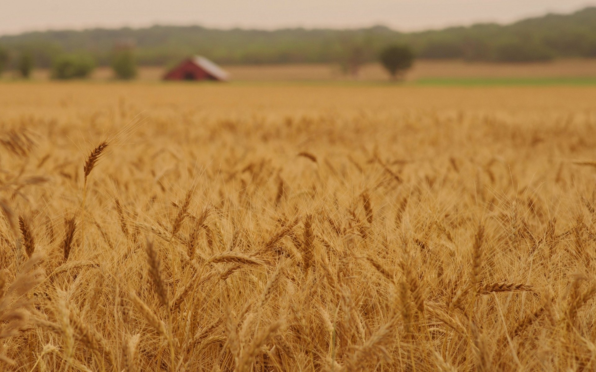 close up nature wheat rye ears spikes spike the field macro field background wallpaper widescreen full screen hd wallpapers fullscreen