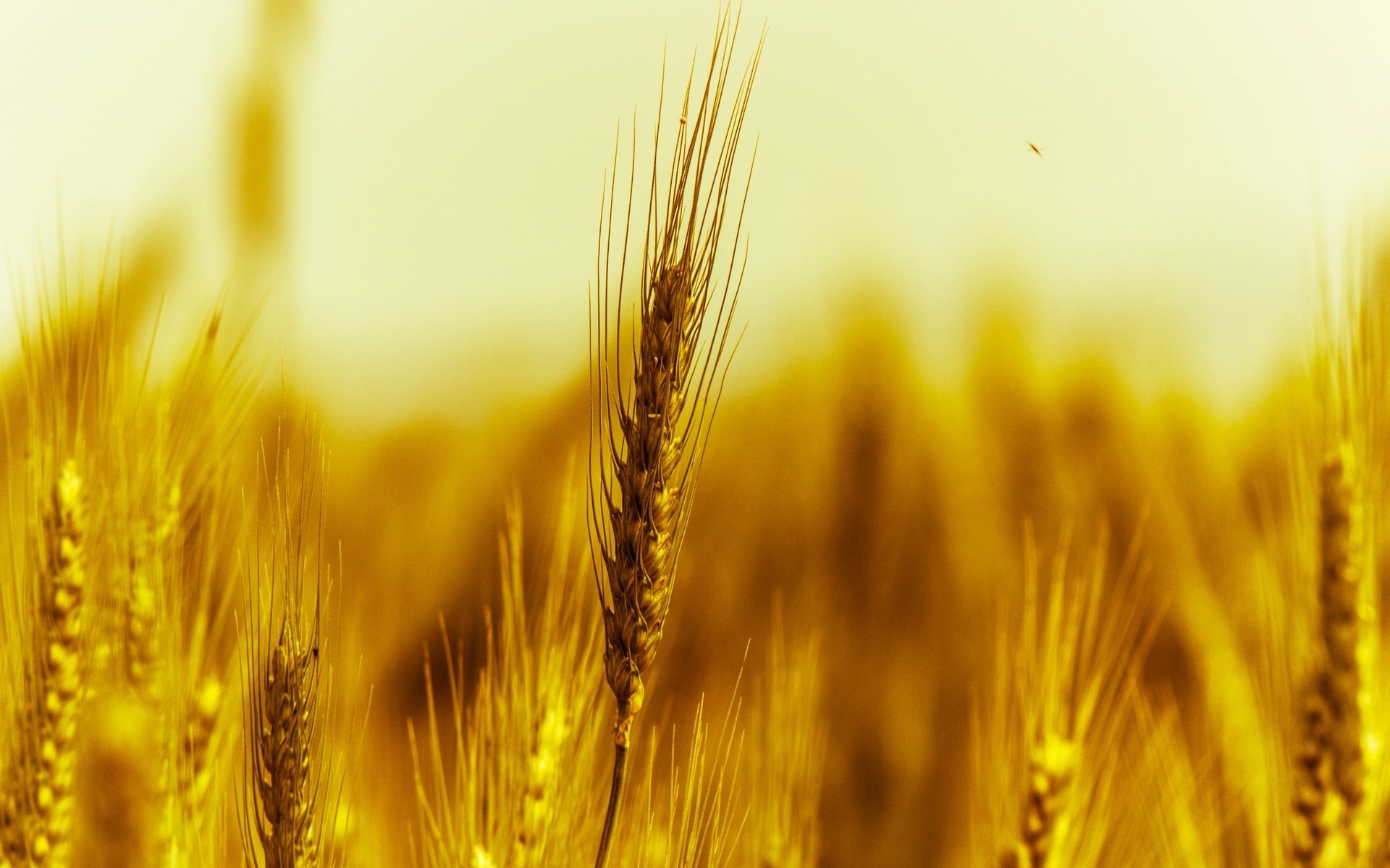 close up nature wheat rye spike ears spikes the field yellow field macro background wallpaper widescreen full screen hd wallpapers fullscreen
