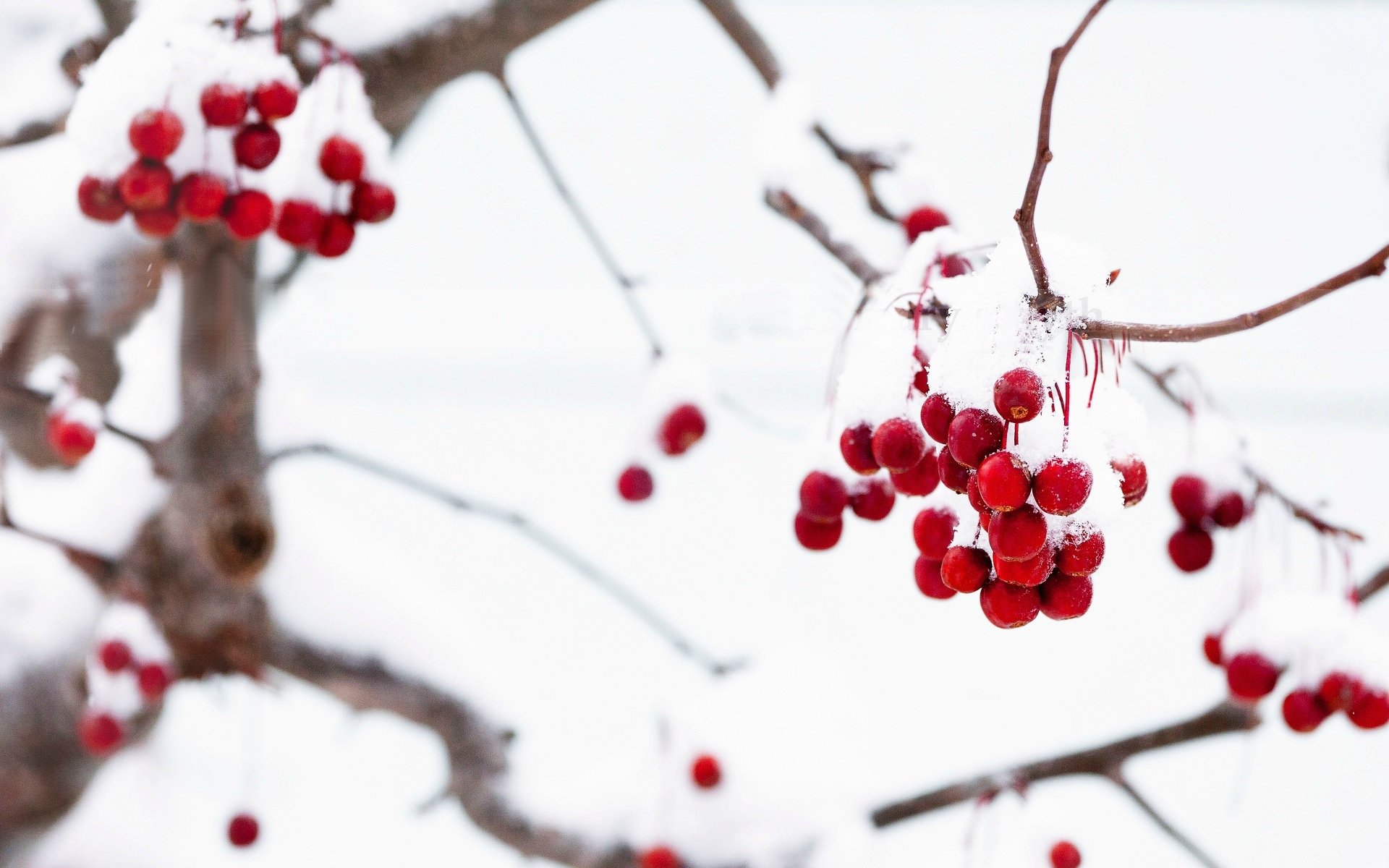 close up berries red tree branches snow winter macro background wallpaper widescreen full screen hd wallpapers