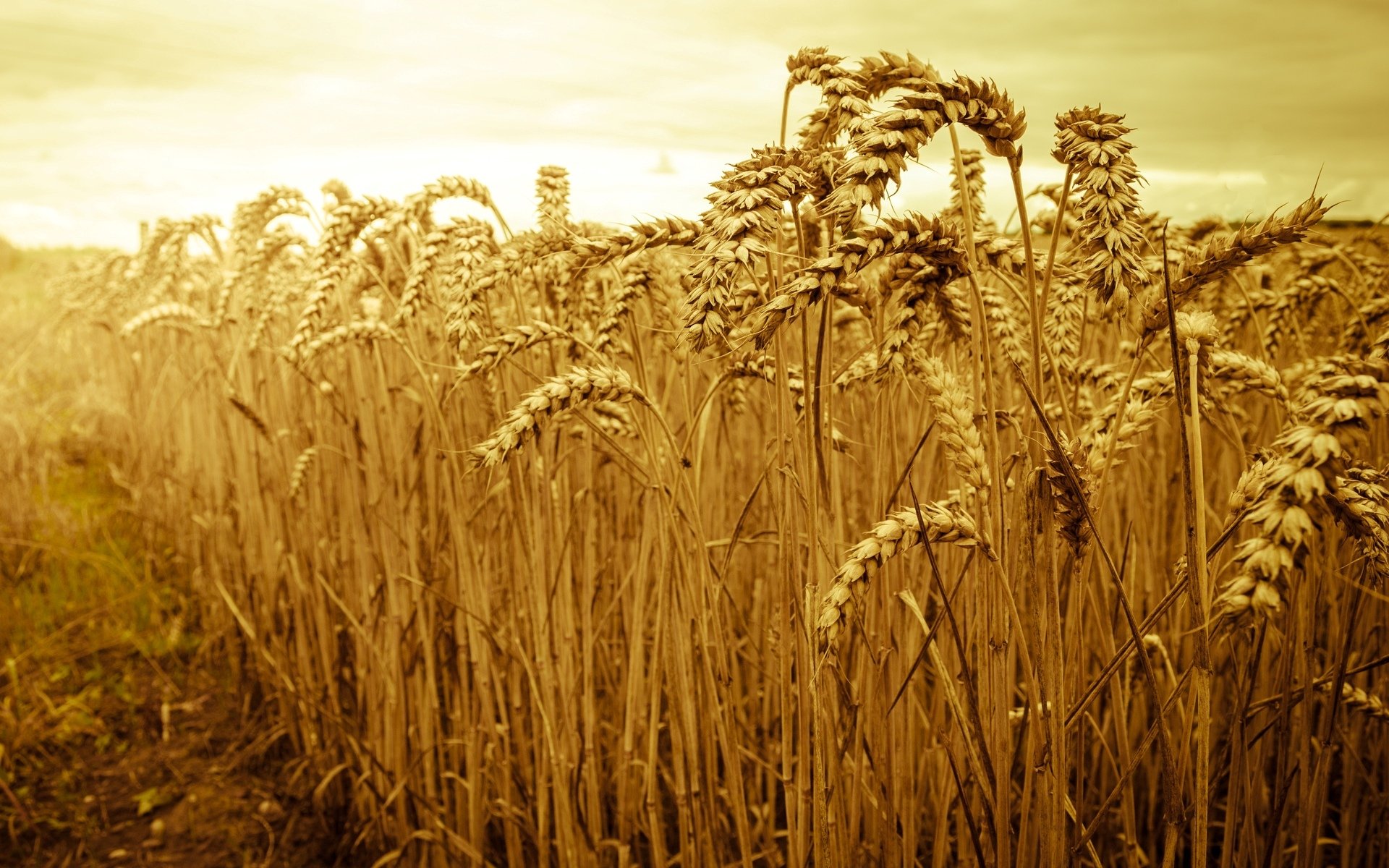 close up nature the field wheat rye ears spikes spike sun sky beautiful macro field background wallpaper widescreen full screen hd wallpapers fullscreen