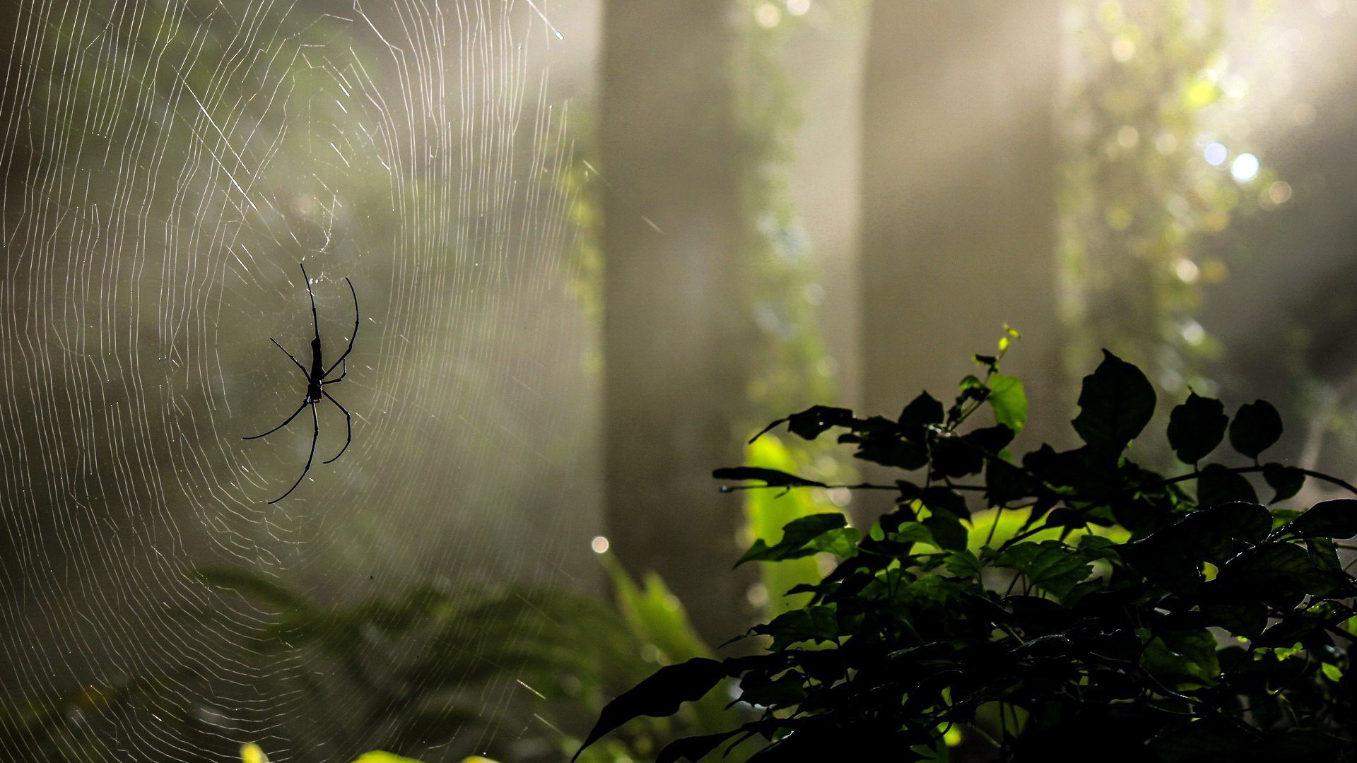 forest nature green tree web spider light rays