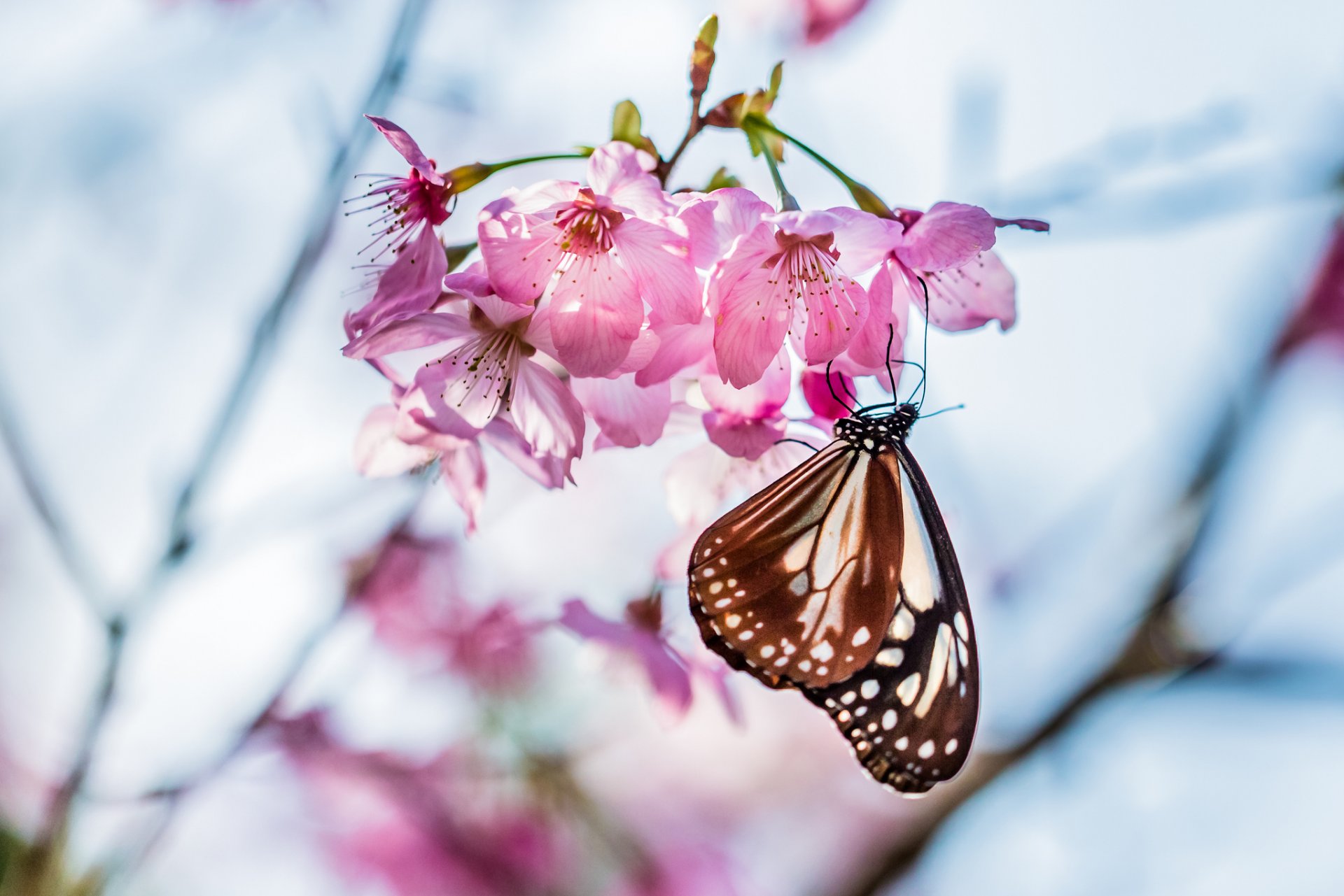 butterfly branch tree cherry sakura bloom flower pink petals spring close up blur focus