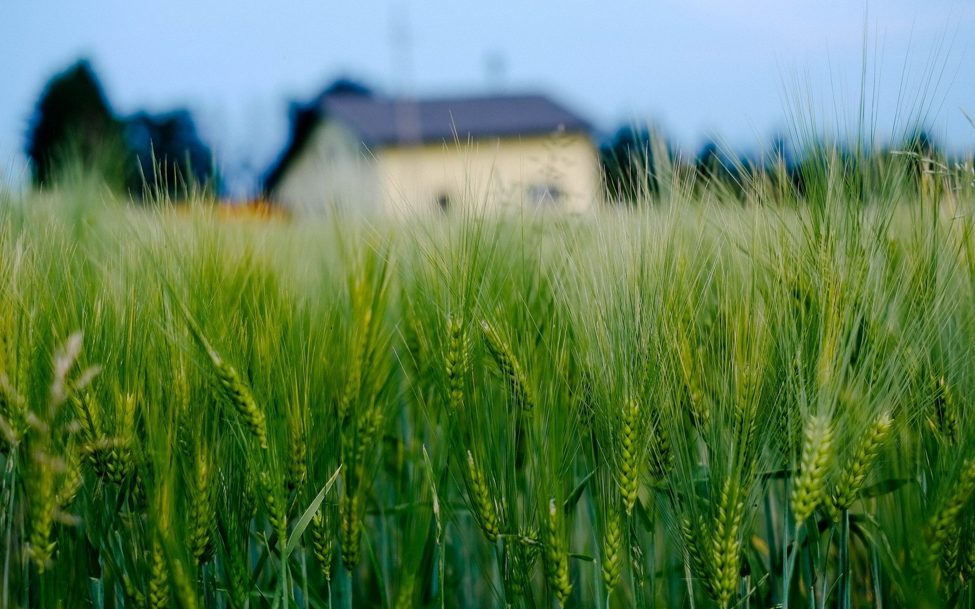 close up the field wheat rye ears spikes house background wallpaper widescreen full screen hd wallpapers fullscreen