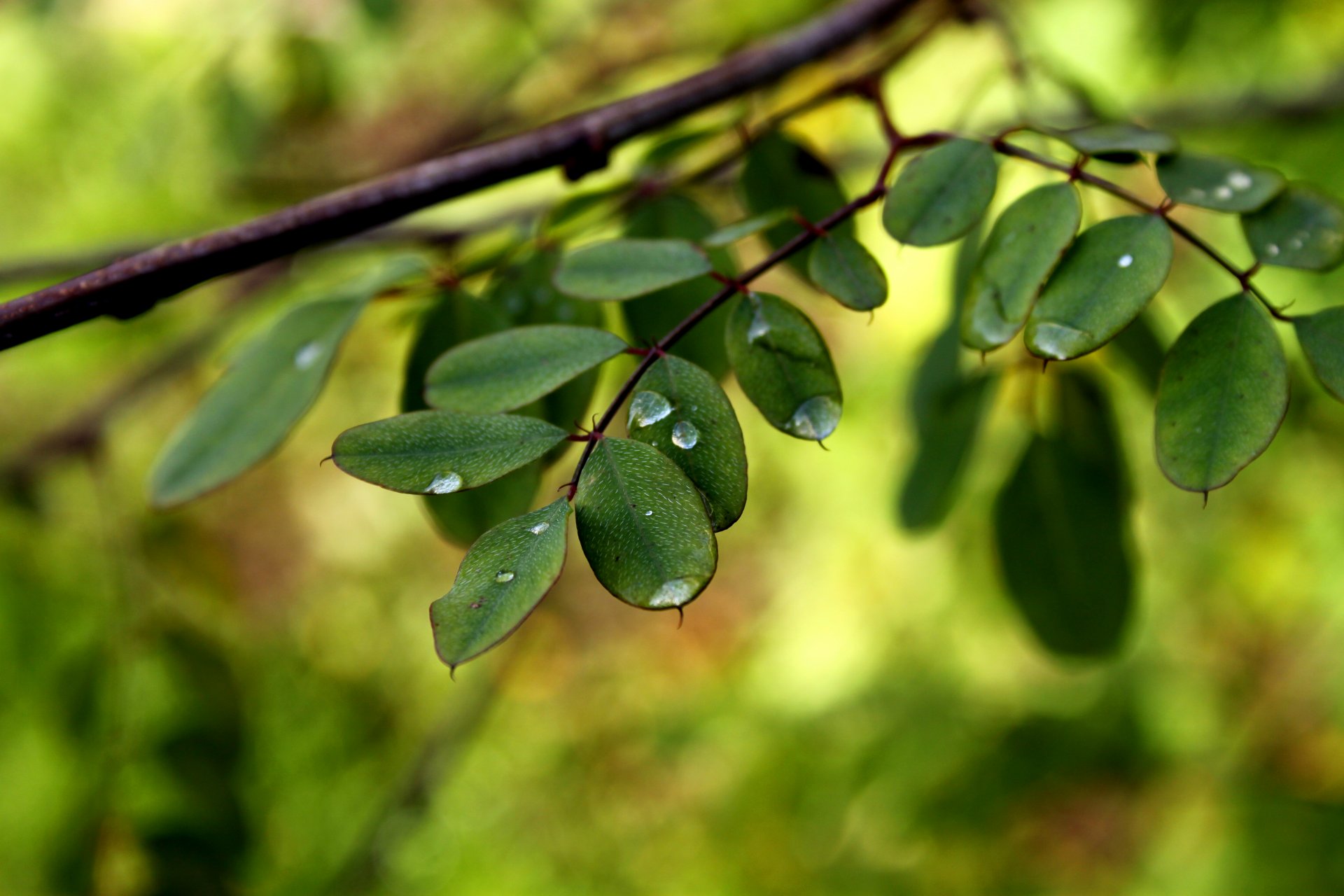 close up leaves drops rosa water branches green background wallpaper widescreen full screen hd wallpapers fullscreen