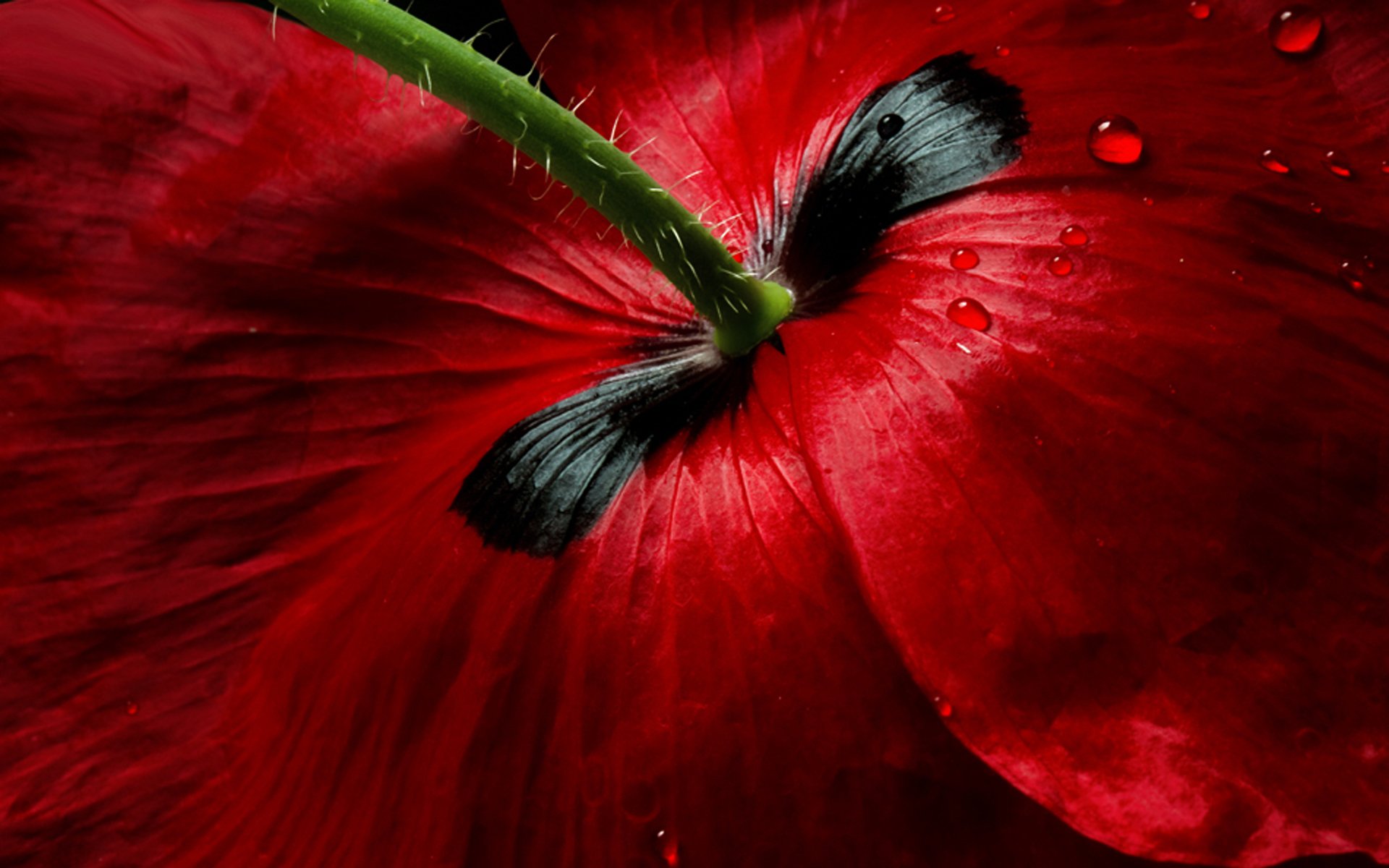 flower close up poppy red drops the stem petals