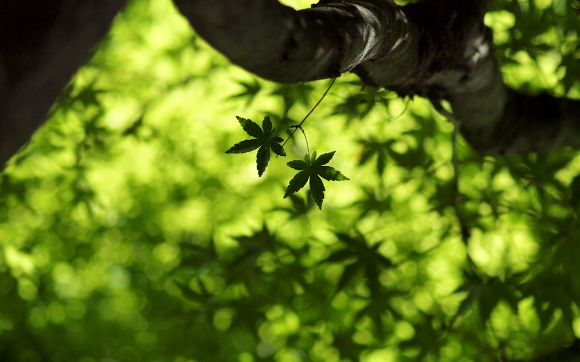 close up maple leaf leaves green leaf freshness summer spring leaves wallpapers leaf wallpapers green macro